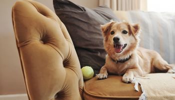 On-Site Bark Park