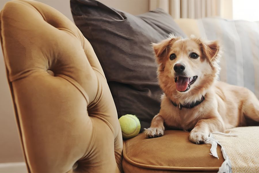 The Encore apartment homes with Happy dog lying on a tan couch with a tennis ball nearby, looking at the camera.
